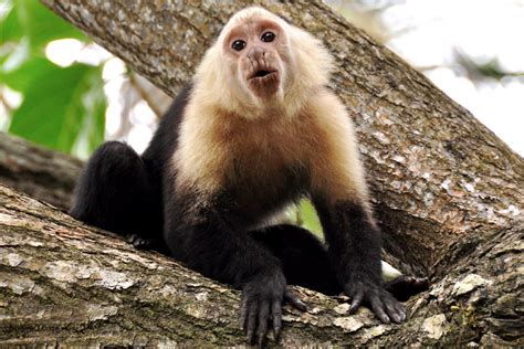 Brazilian monkeys have been using stone tools to get at cashews for 700 ...