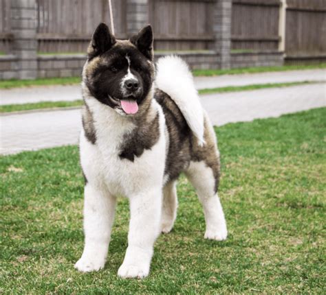 The American Akita Dog Breed - Full Information and Advice