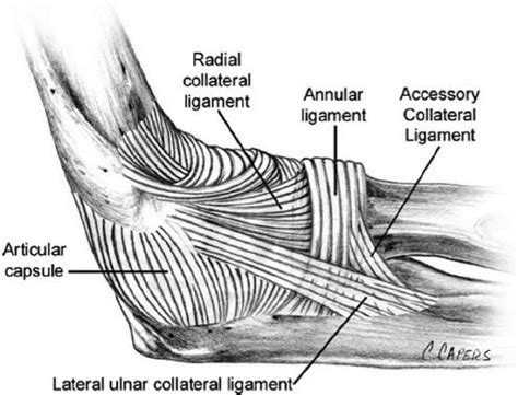 Elbow Anatomy & Biomechanics - Shoulder & Elbow - Orthobullets