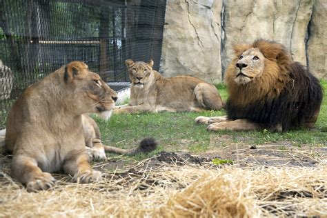 Lion Habitat Opens - Potawatomi Zoo