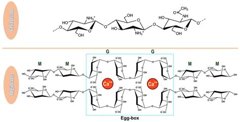 Chemical structures of chitosan and alginate. Chitosan has a linear ...