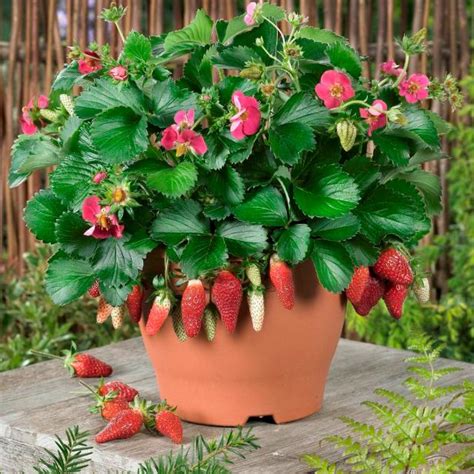 Popular Strawberry Varieties to Grow | HGTV