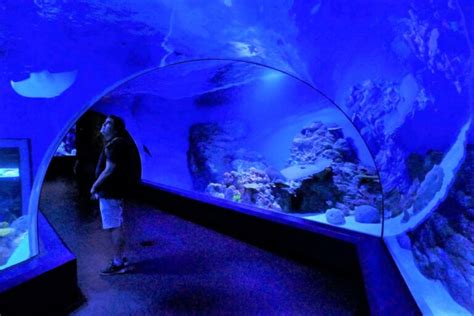 Cairns Aquarium Review - All You Need to Know