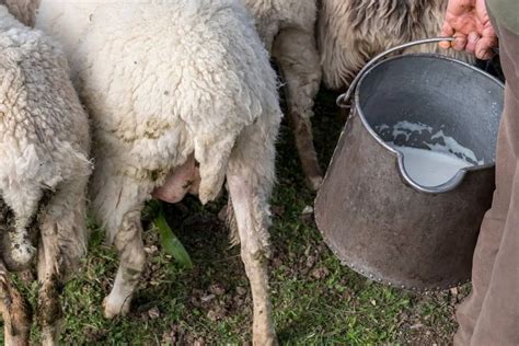 Sheep Milk Nutrition Facts: All Questions Answered - SheepCaretaker