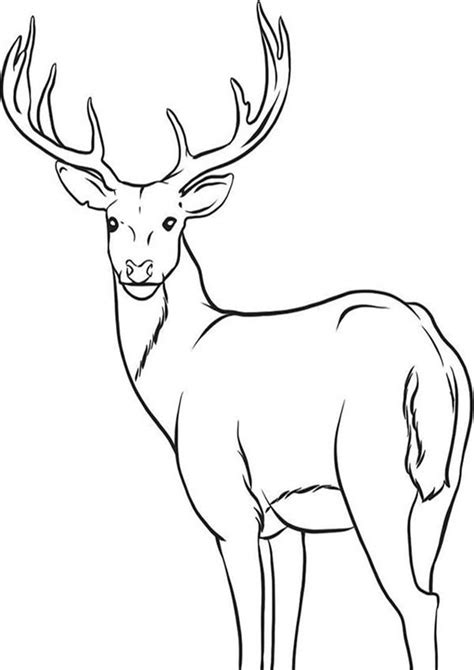 Printable Coloring Pages Deer - Printable Templates