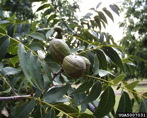 Time to Plant Pecan Trees | Gardening in the Panhandle