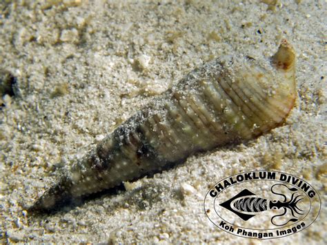 Auger Shells, Terebridae - Chaloklum Diving - Koh Phangan - Thailand