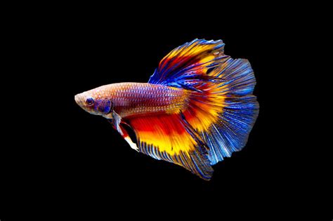 Beautiful Rainbow Peacock Betta Fish