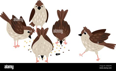 Sparrows eat seeds. Collection of cute birds on white background vector ...