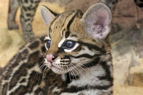 Ocelot cub | Born on April 12, 2011 this is one of two cubs.… | Flickr