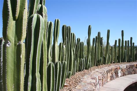 Cactus Wall | Cactus, Desert pictures, Cactus plants