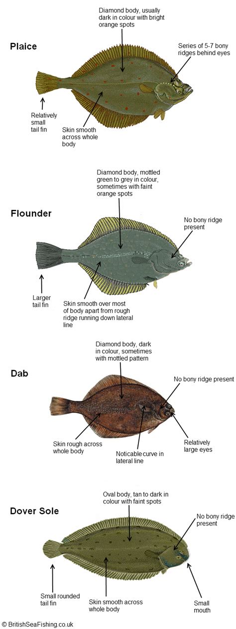 Flatfish Identification Guide | British Sea Fishing