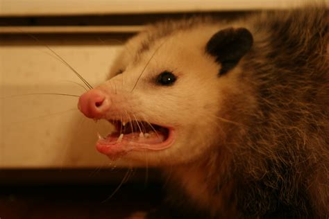 Opossum shows teeth - Virginia Opossum, Fairfax County, Vi… | Flickr