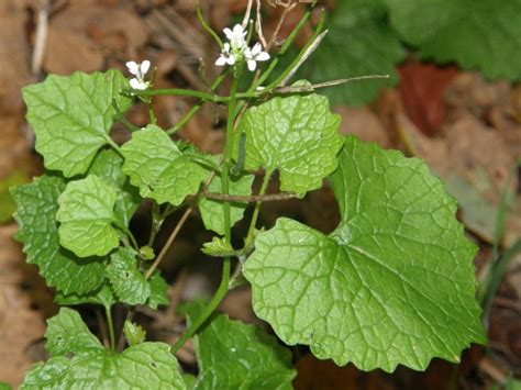 Garlic Mustard - Coastal Invasive Species Committee