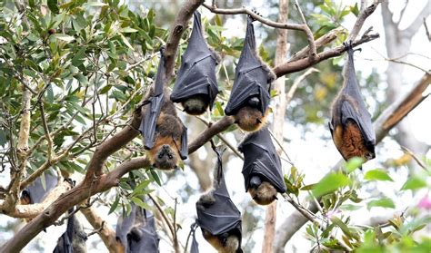 Download Fruit Bats Wrapped With Wings Picture | Wallpapers.com