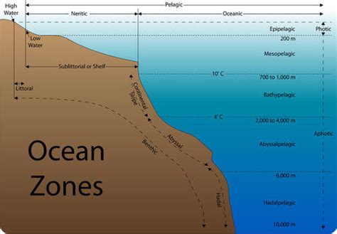 Ocean Zones Diagram For Kids