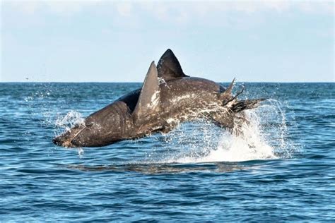 Peaceful basking sharks can leap just as powerfully as great whites ...