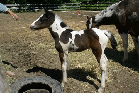 Photo Finish Sale Horses: CUTEST Baby!!!= SOLD