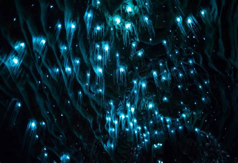 New Zealand Glow Worms Up Close - Draw-dink