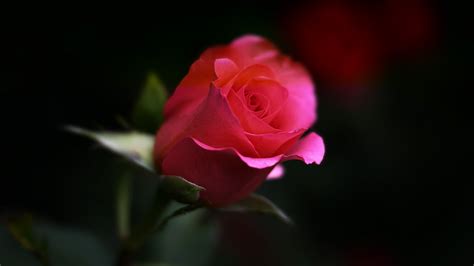 Rose Flower, HD Flowers, 4k Wallpapers, Images, Backgrounds, Photos and ...