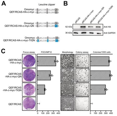 Cell transformation interference caused by leucine zipper-mutations in ...