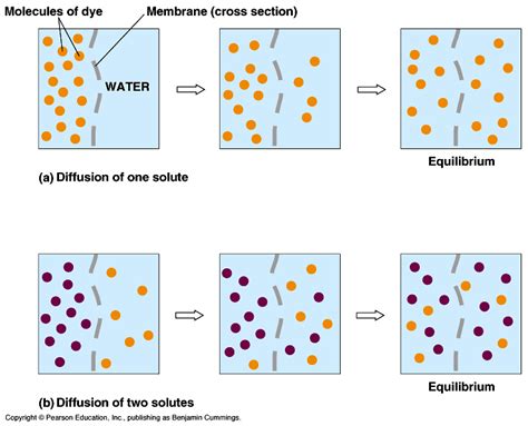 simple diffusion : Biological Science Picture Directory – Pulpbits.net