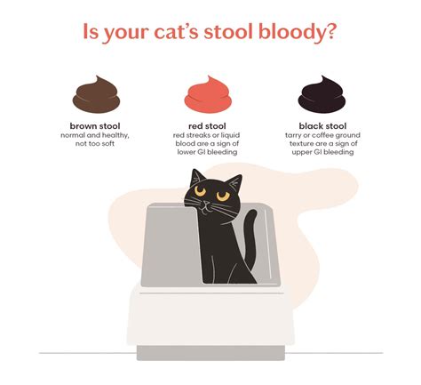 Blood in Your Cat’s Stool? What Does It Mean and What To Do – tuft + paw