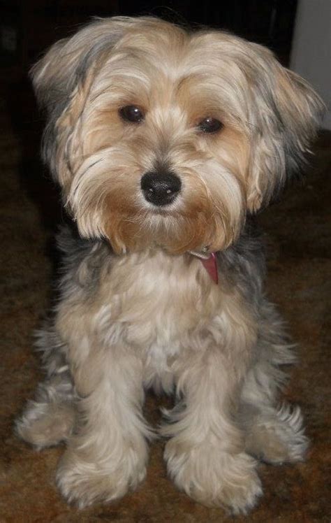 Yorkiepoo Info, Temperament, Training, Diet, Puppies, Pictures | Yorkie ...