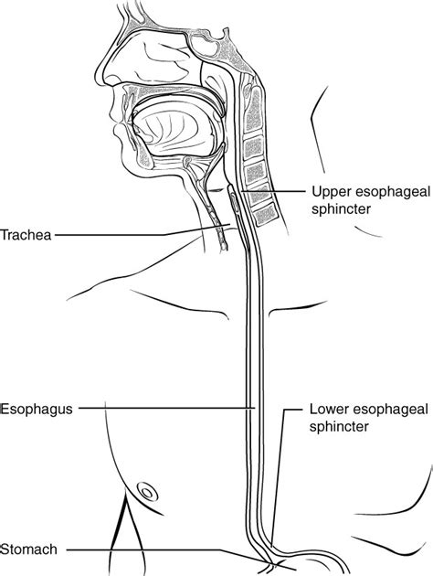 The Mouth, Pharynx, and Esophagus | Anatomy and Physiology II