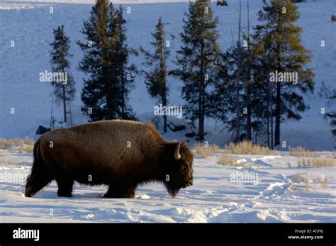 American Buffalo OR Bison, Bison bison In snow, Photographed in ...