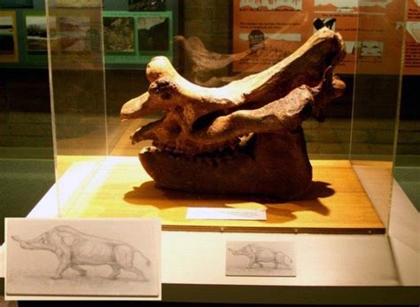 Titanothere skull on display in the old Furnace Creek Visitor Center ...