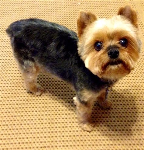 Bear Cut For Yorkie - Wavy Haircut