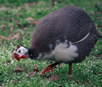 How to Raise Guinea Fowl | Mother Earth News