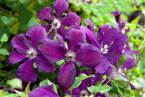 10 Group 3 Clematis Varieties - BBC Gardeners World Magazine