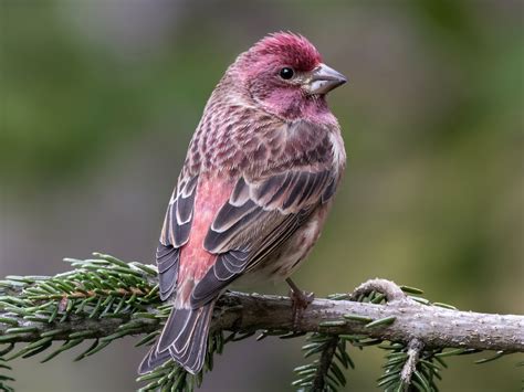 Purple Finch - eBird