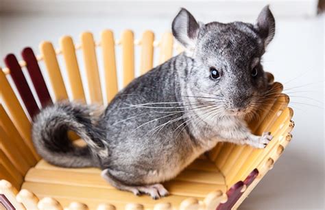 11 Strange But Common Chinchilla Behaviors | BeChewy