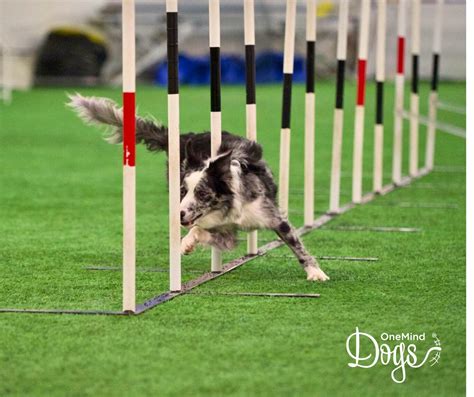 Training your Border Collie in Dog Agility - OneMind Dogs