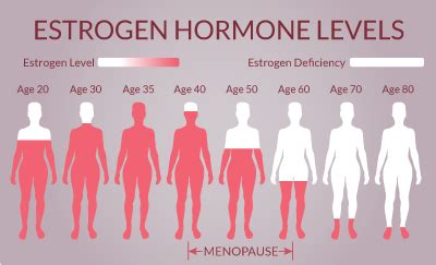 Menopause & Post-Menopausal Hormone Therapy | USF Health