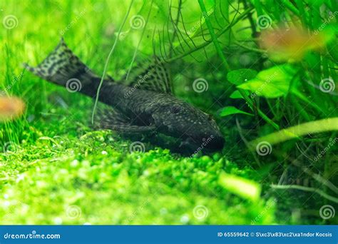 Aquarium Green Grass stock photo. Image of article, life - 65559642