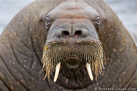 Walrus Face - Burrard-Lucas Photography