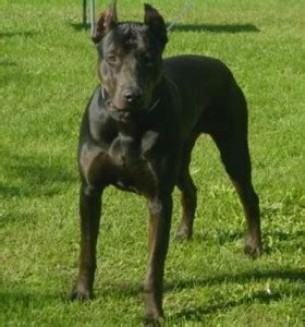 Canis Panther Info, Temperament, Puppies, Pictures