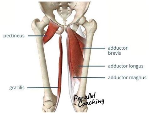 How to Remember the Adductor Muscles [Incl. Origins and Insertions]