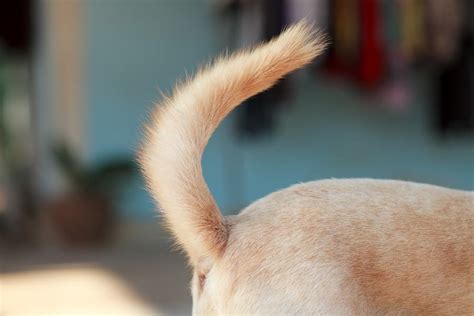 Can Something Called 'Happy Tail' Be a Bad Thing? - The Dogington Post