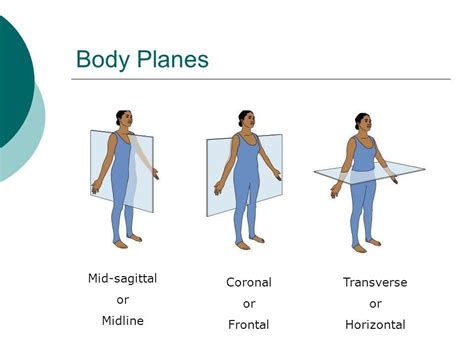 Sagittal Vs Transverse Ultrasound