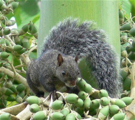 Yucatan squirrel | Sciurus yucatanensis facts