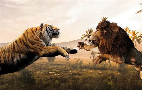 Tiger vs Lion: Who Would Win in a Fight and Why? - SciQuest