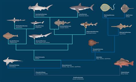 What is a shark? - The Australian Museum