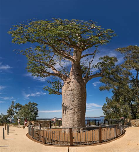 Boab | Baobab tree, Botanical gardens, Baobab