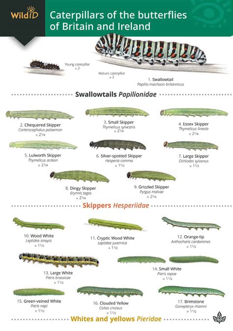 British Caterpillar Identification Guide | FSC Caterpillar Field Guide