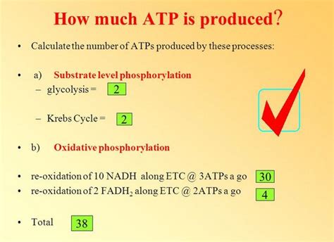 Glycolysis All Steps With Diagram Enzymes Products